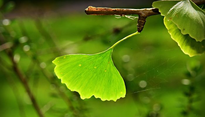propiedades y beneficios del ginko