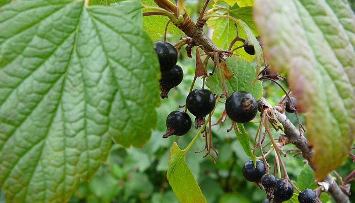 5 Beneficios Y Propiedades Del
Grosellero Chino