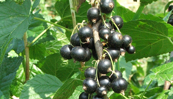propiedades y beneficios del grosellero chino