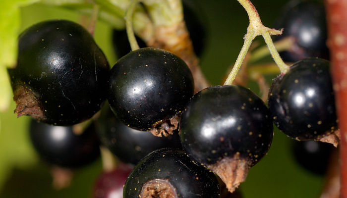 propiedades del grosellero negro