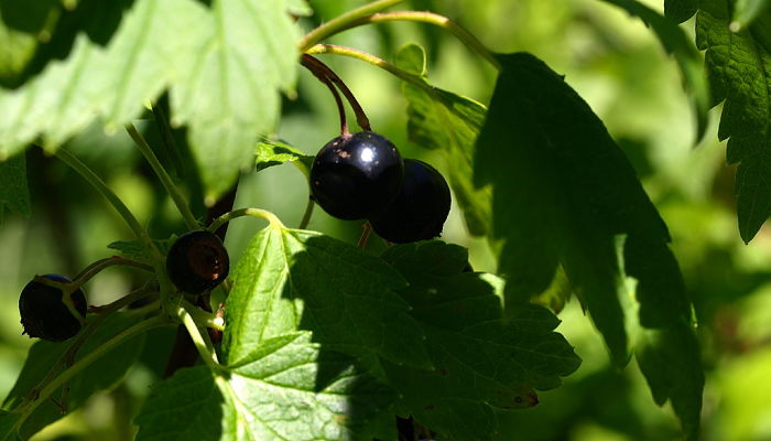 propiedades y beneficios del grosellero negro