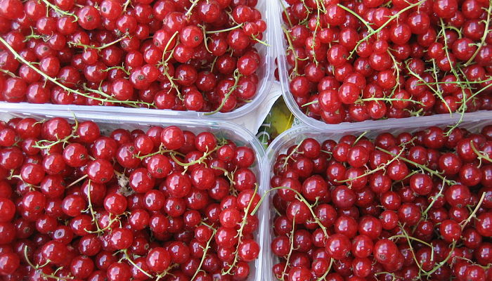 propiedades y beneficios del grosellero rojo