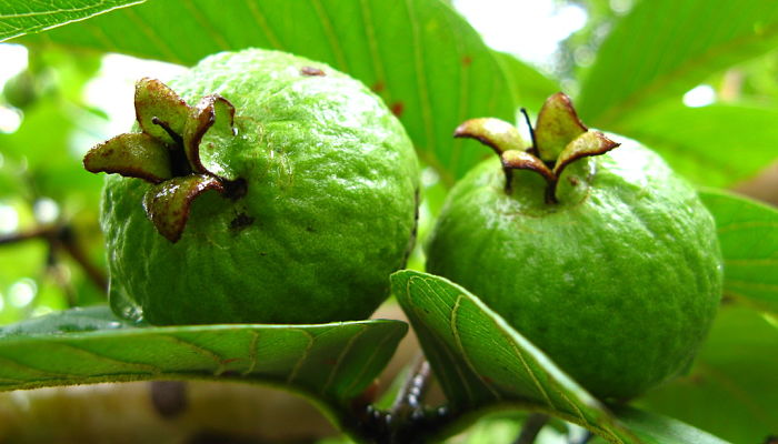 propiedades y beneficios del guayabo