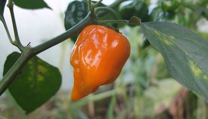 propiedades y beneficios del habanero