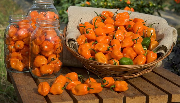 propiedades del habanero