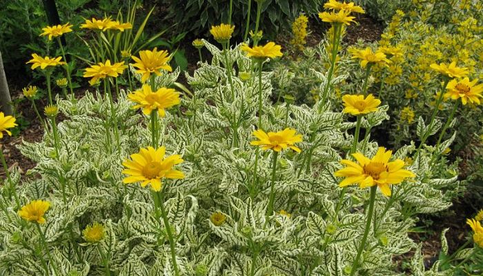 propiedades y beneficios del heliopsis