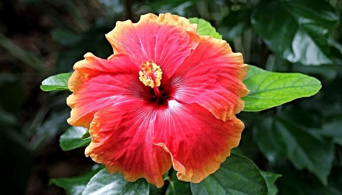 propiedades y beneficios del hibisco