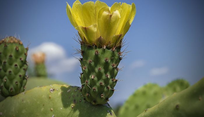 propiedades y beneficios del higo chumbo