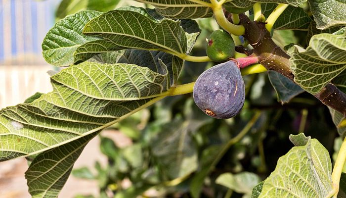 propiedades y beneficios del higo