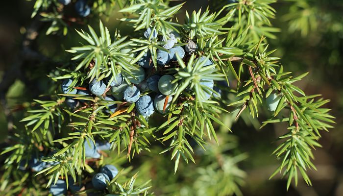 propiedades y beneficios del juniperus