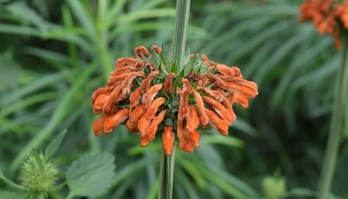 propiedades y beneficios del leonotis