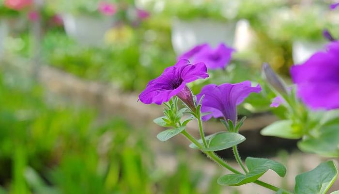 propiedades del liatris