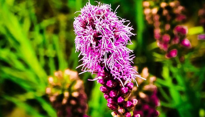 propiedades y beneficios del liatris