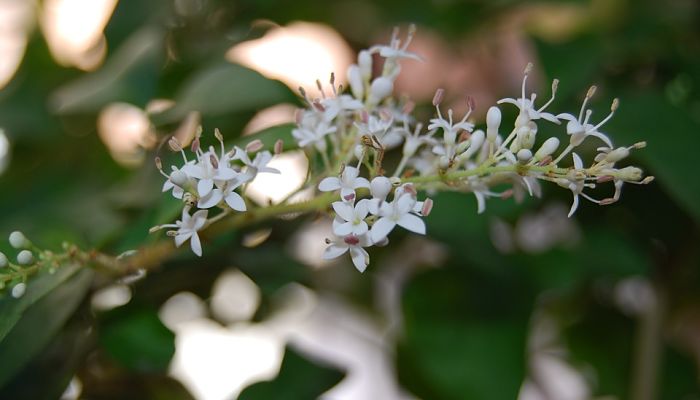 propiedades y beneficios del ligustrum