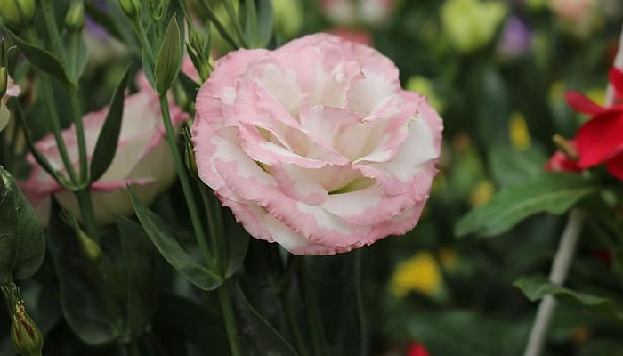 propiedades y beneficios del lisianthus