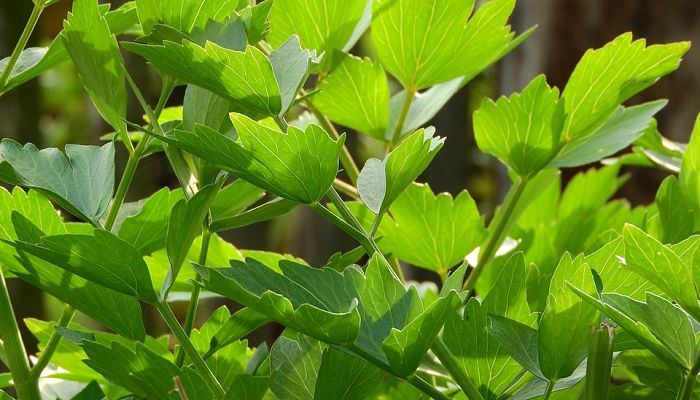 propiedades y beneficios del lovage