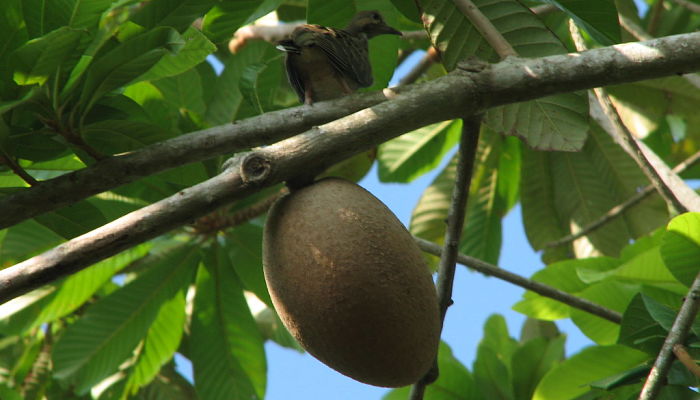 beneficios del mamey zapote