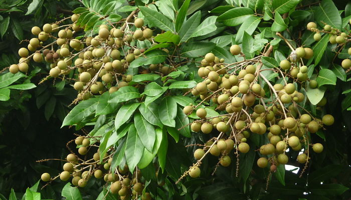 beneficios del mamoncillo chino