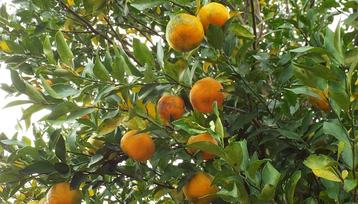 propiedades y beneficios del mandarino