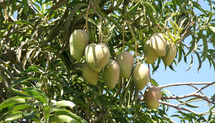 beneficios del mango