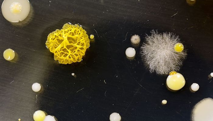 para las bacterias