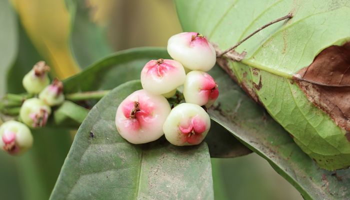 propiedades y beneficios del mangostin