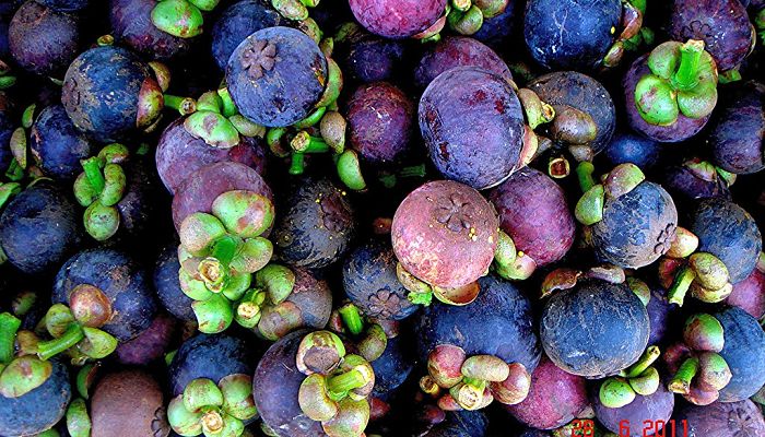 propiedades y beneficios del mangostino