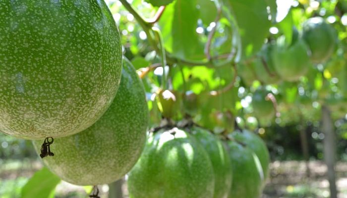beneficios del maracuyá