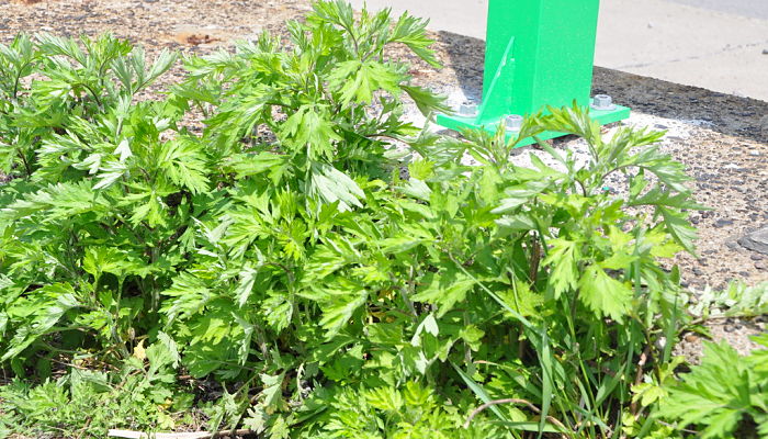 propiedades y beneficios del mugwort