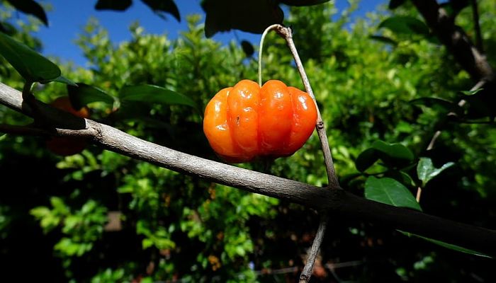 propiedades y beneficios del ñangapiré