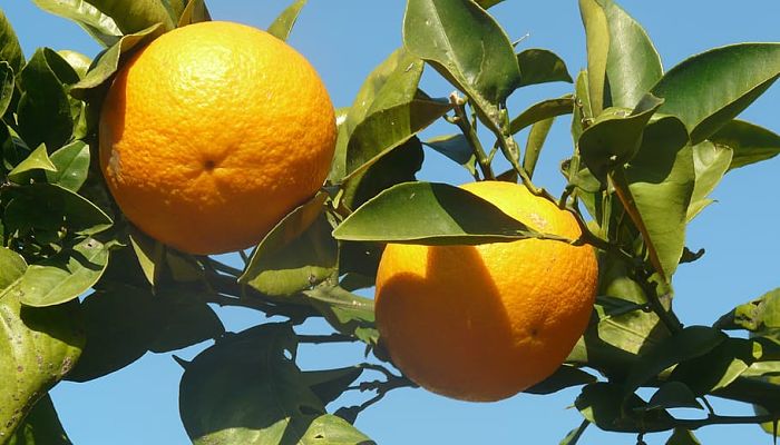 5 Beneficios Y Propiedades Del Naranjo
Agrio