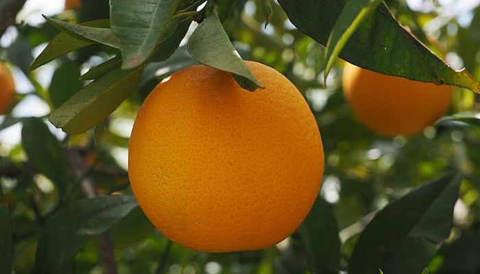 propiedades y beneficios del naranjo dulce