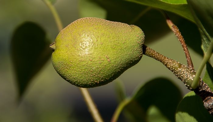 propiedades y beneficios del nashi