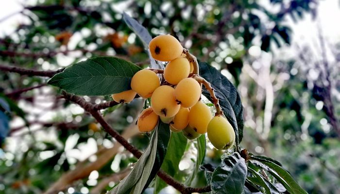 11 Beneficios Y Propiedades Del Níspero
Del Japón