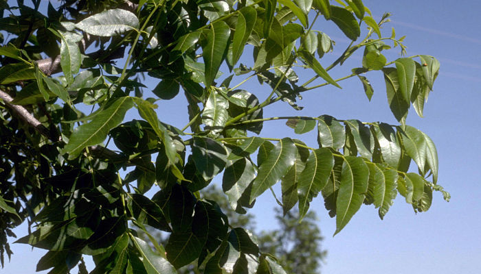 propiedades y beneficios del nogal pecanero