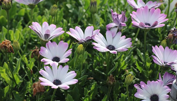 propiedades y beneficios del osteospermum