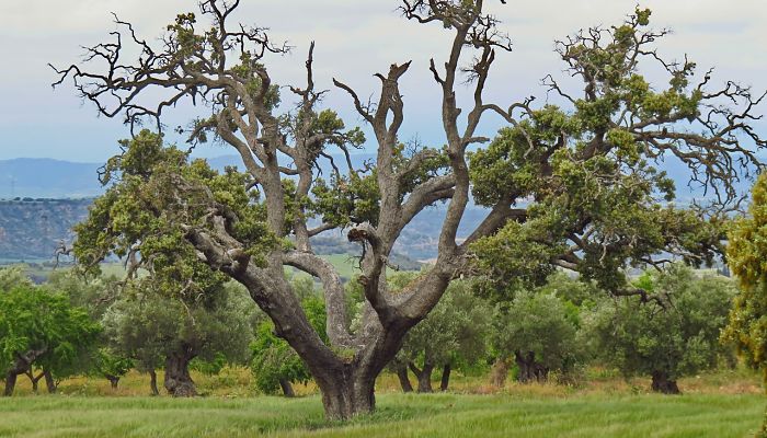 propiedades y beneficios del palosanto