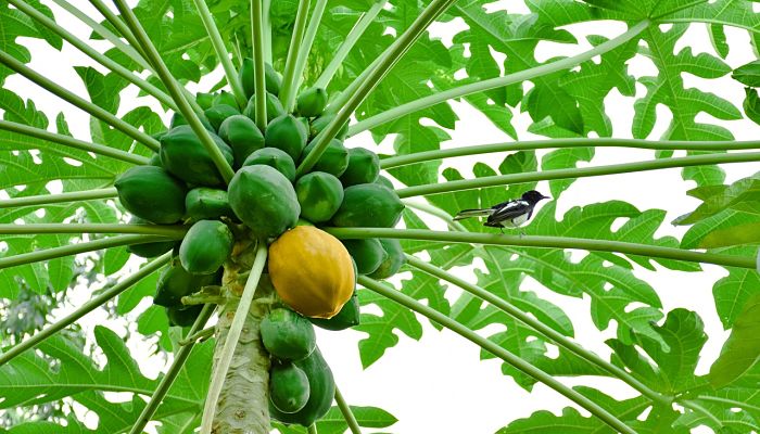 propiedades y beneficios del papayero