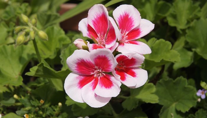 propiedades y beneficios del pelargonium