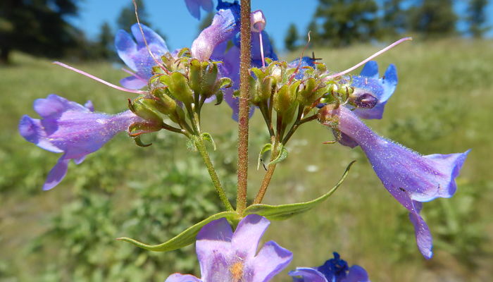 propiedades y beneficios del penstemon