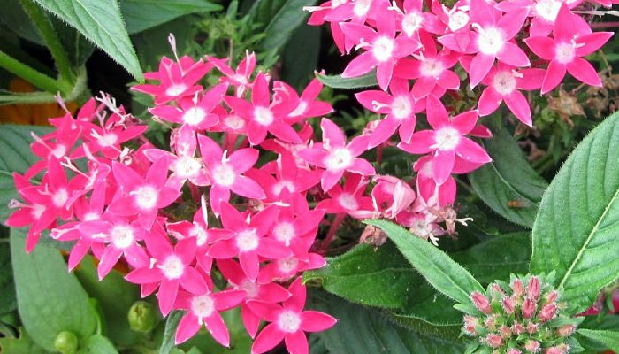 propiedades y beneficios de las pentas