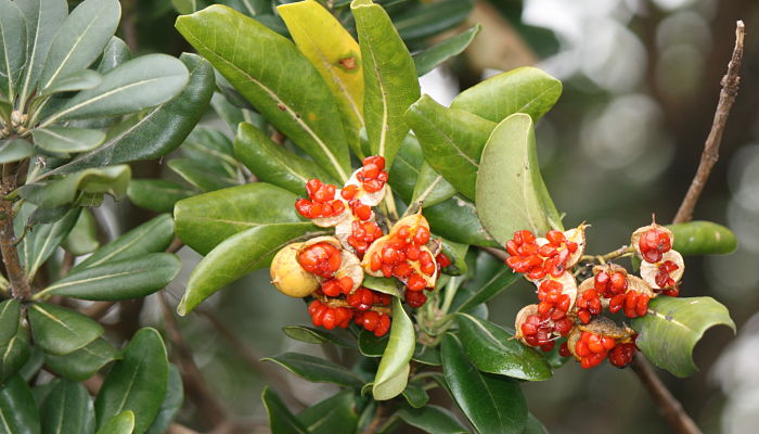 propiedades y beneficios del pittosporum