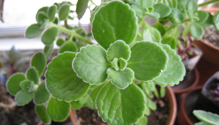 propiedades y beneficios del plectranthus