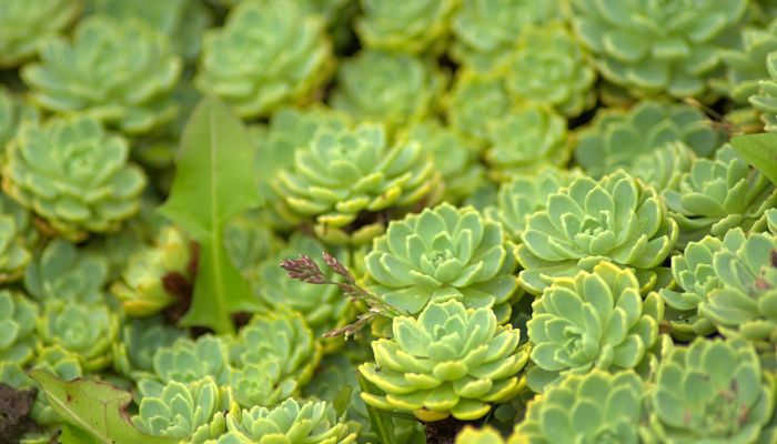 propiedades y beneficios del sedum