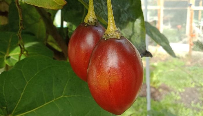 10 Beneficios Y Propiedades Del
Tamarillo
