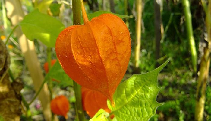 15 Beneficios Y Propiedades Del
Tamarindo Chino