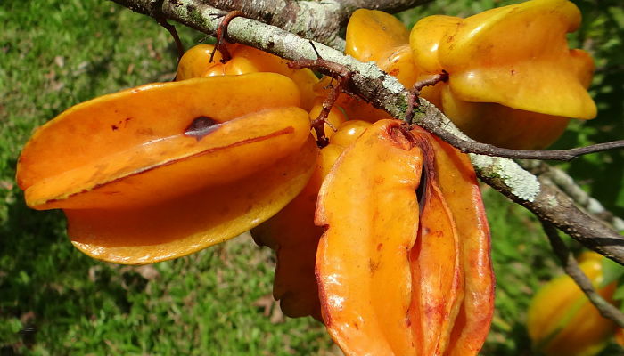 propiedades y beneficios del tamarindo chino