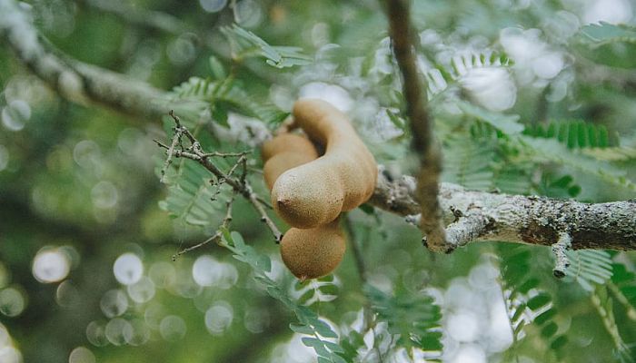 propiedades y beneficios del tamarindo