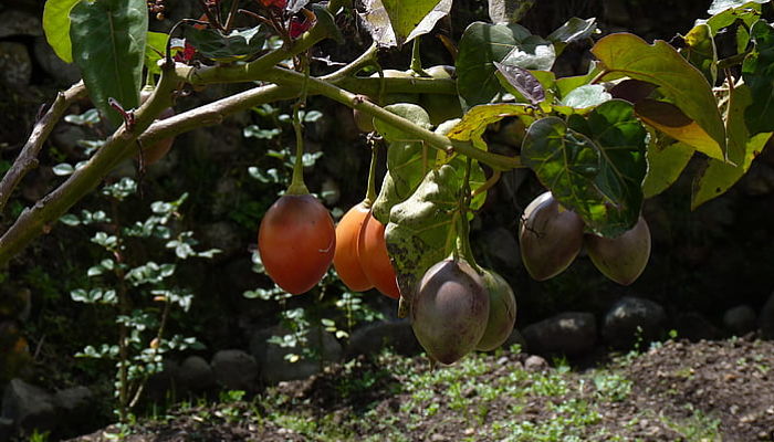 propiedades y beneficios del tomate arbóreo del perú