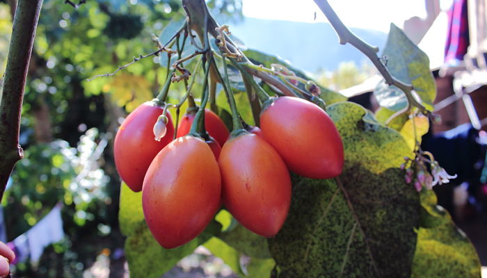 propiedades y beneficios del tomate de árbol